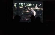portoiracemadasartes.org.br danca exibicao do video cavalgada selvagem lab 2018 fotos yuri juatama 2